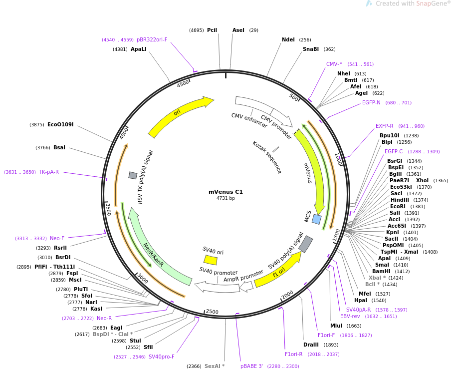 mVenus C1质粒图谱